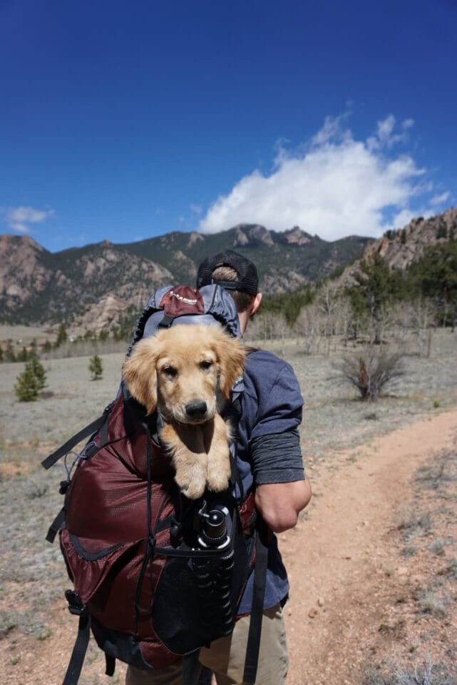 Puppy backpacking with human